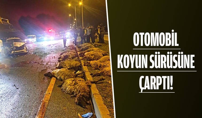 14 KOYUN TELEF OLDU