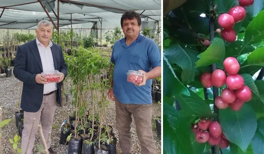 Sezonun ilk kiraz hasadı yapıldı