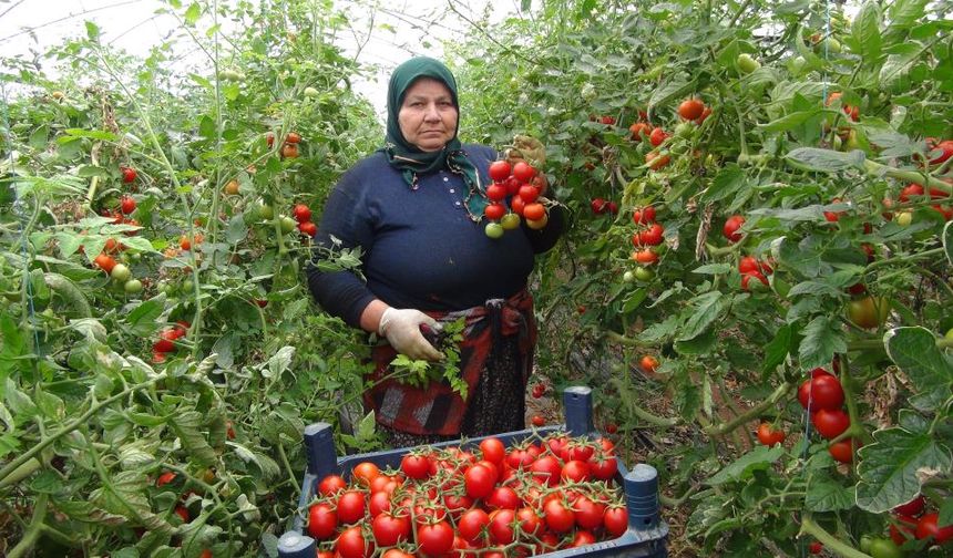 Örtü altı domateste hasatta sona yaklaşıldı