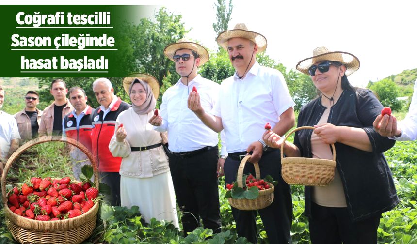 SASON ÇİLEĞİ DÜNYAYA AÇILACAK