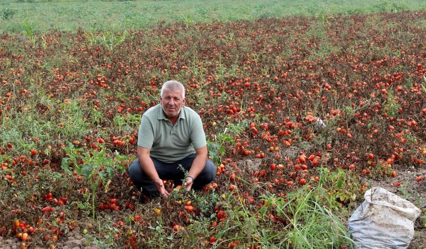Doğan: 'Çiftçiye finansman desteği acilen sağlanmalıdır'