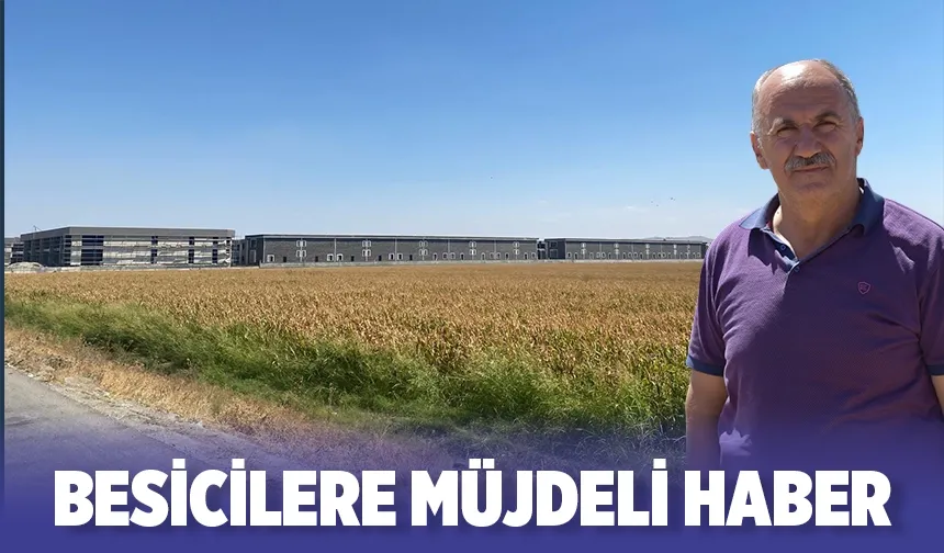 Saman fiyatları yarı yarıya geriledi