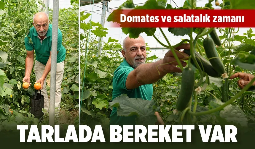 TARLADA BEREKET VAR