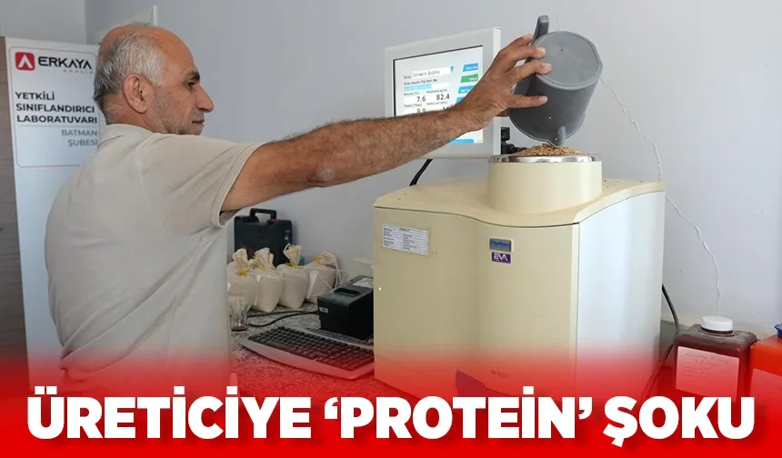 Buğdayda protein düşünce fiyatlar geriledi