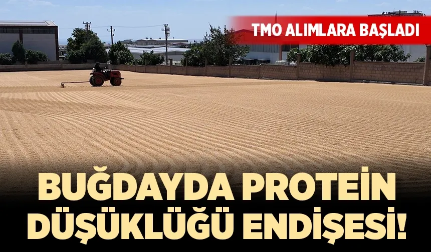 TMO ve lisanslı depolarda buğday alımları başladı
