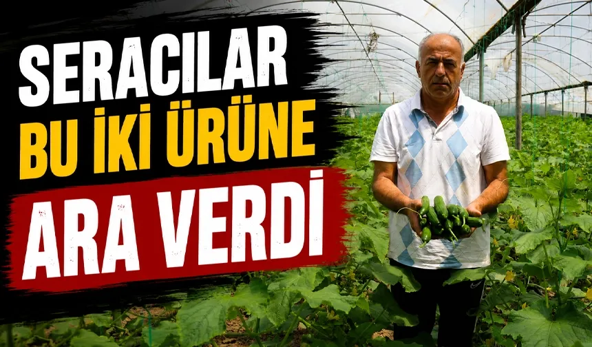 Üç buçuk hafta öncesine kadar kilosu 25 TL olan salatalık 3 TL’ye düştü