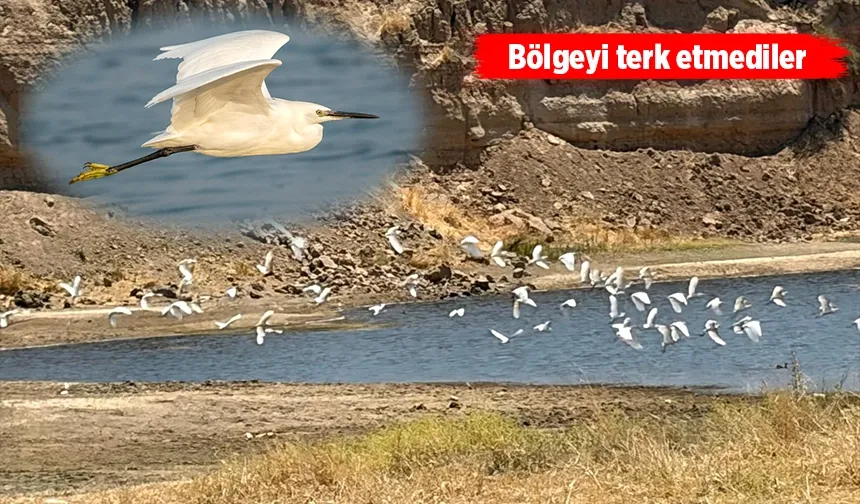 BATMAN OVASI’NI SEVDİLER