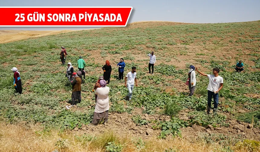 Kivi tadındaki cefan kavununun hasadına hazırlık