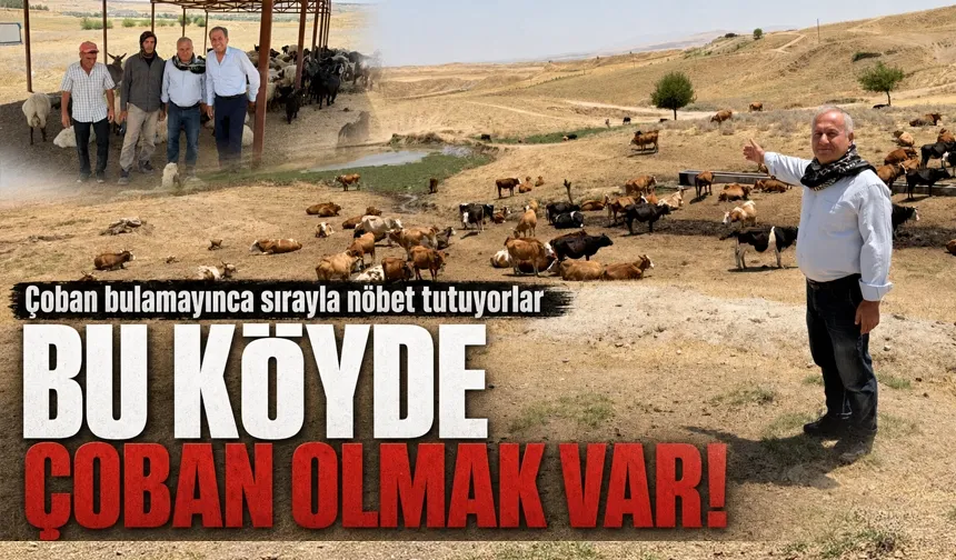 80 Bin TL maaş ve süt ürünleri ikramiyeli çoban aranıyor