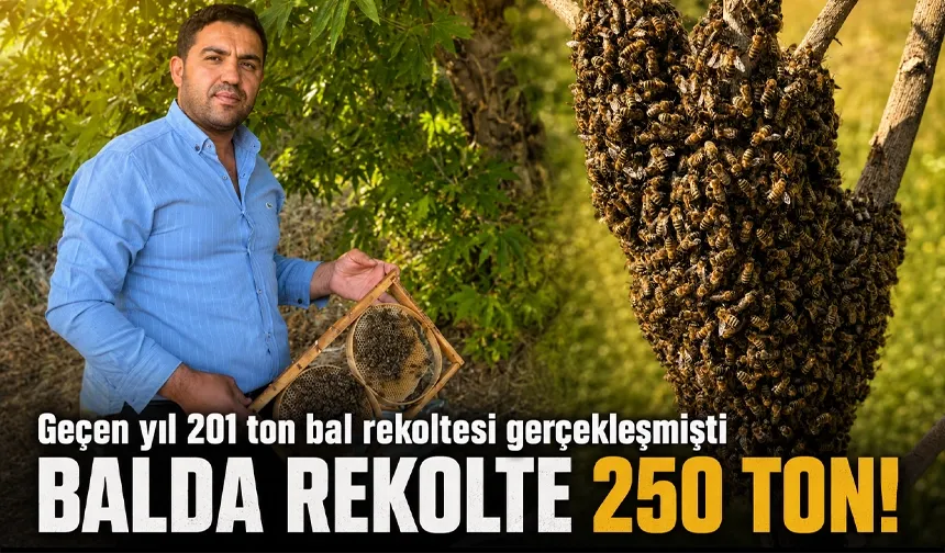 SASON BALINDA REKOLTE 250 TON!