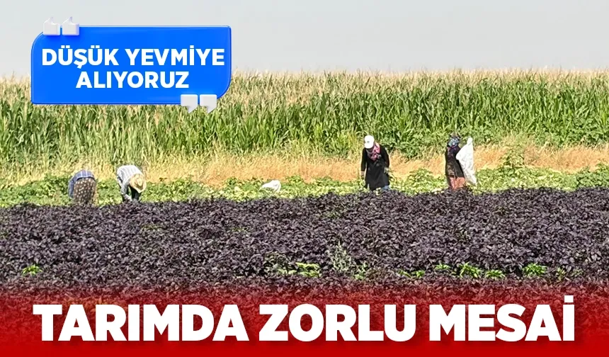 Tarım işçileri sıcak dinlemiyor