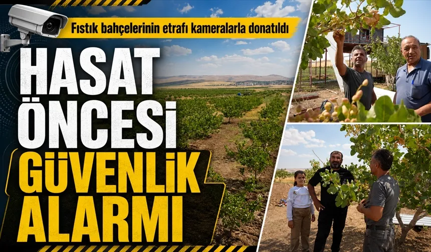‘Yeşil altın’ hasadı öncesi bahçelerde güvenlik alarmı
