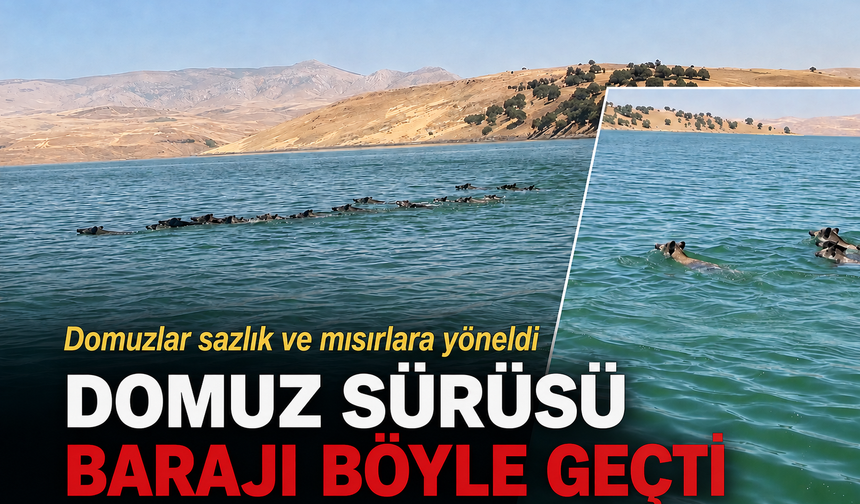 DOMUZ SÜRÜSÜ BARAJI BÖYLE GEÇTİ