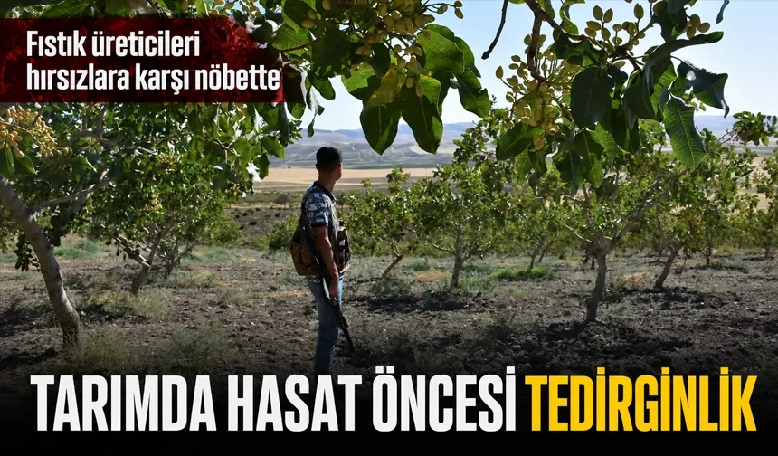 TARIMDA HASAT ÖNCESİ TEDİRGİNLİK