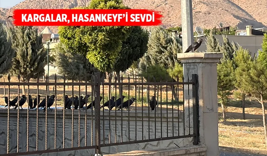 KARGALAR YAZIN DA İLÇEYİ TERK ETMİYOR