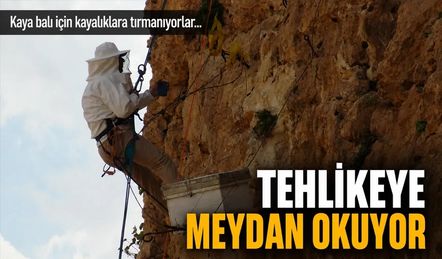 Kaya balı için kayalıklara tırmanıyorlar...
