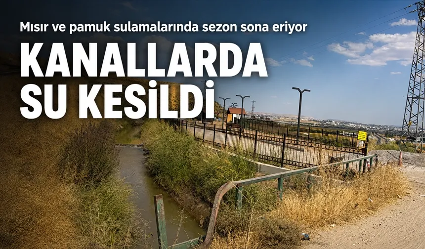 Mısır ve pamuk sulamalarında sezon sona eriyor