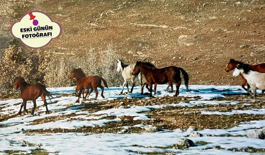 RAMAN’I MESKEN EDİNEN ATLAR