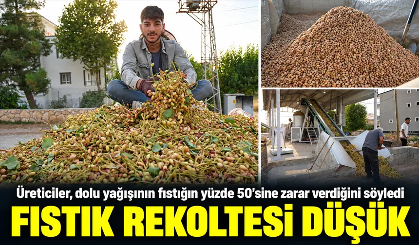 FISTIK REKOLTESİ DÜŞÜK