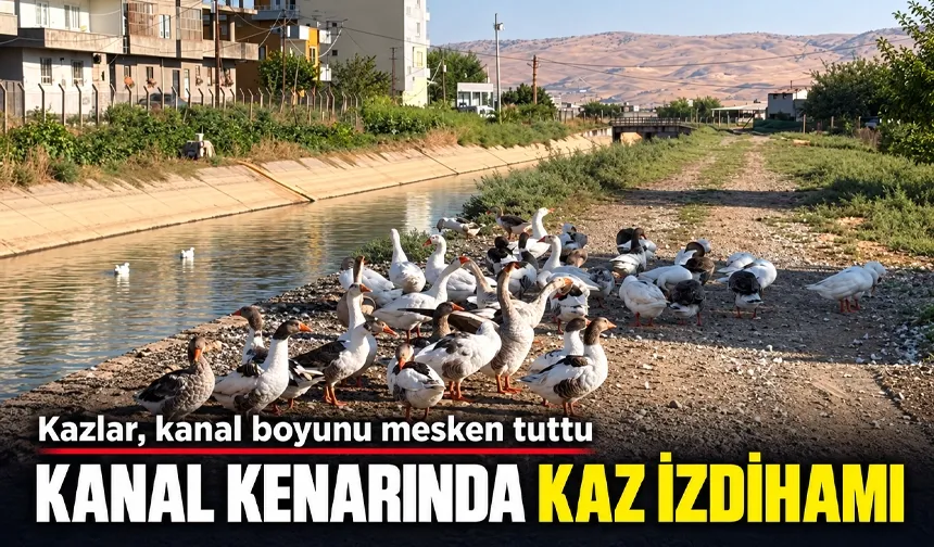 Kazlar, kanal boyunu mesken tuttu