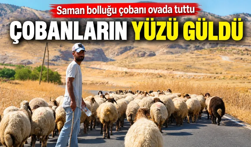 Saman bolluğu çobanı ovada tuttu