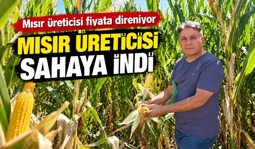 Mısır üreticisi fiyata direniyor