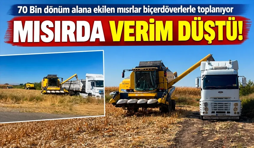 70 Bin dönüm alana ekilen mısırlar biçerdöverlerle toplanıyor