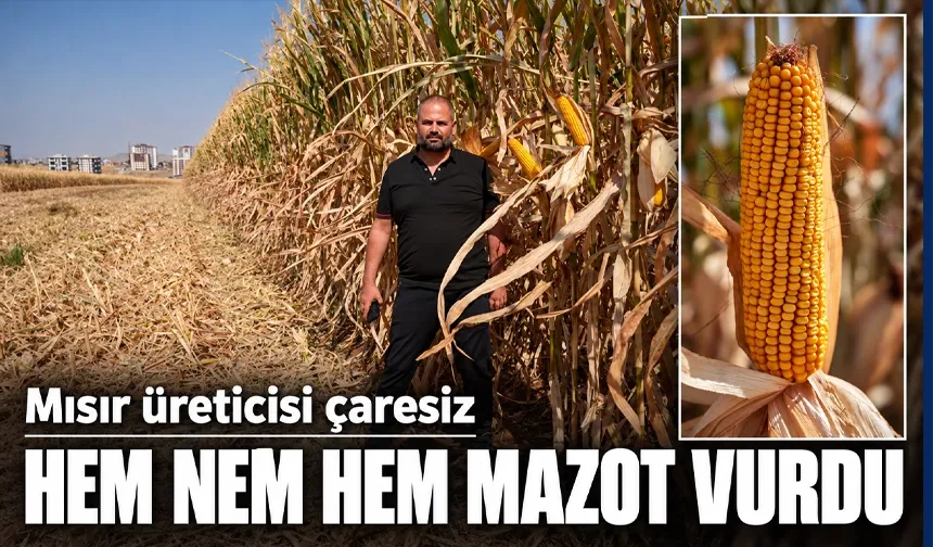 HEM NEM HEM MAZOT VURDU