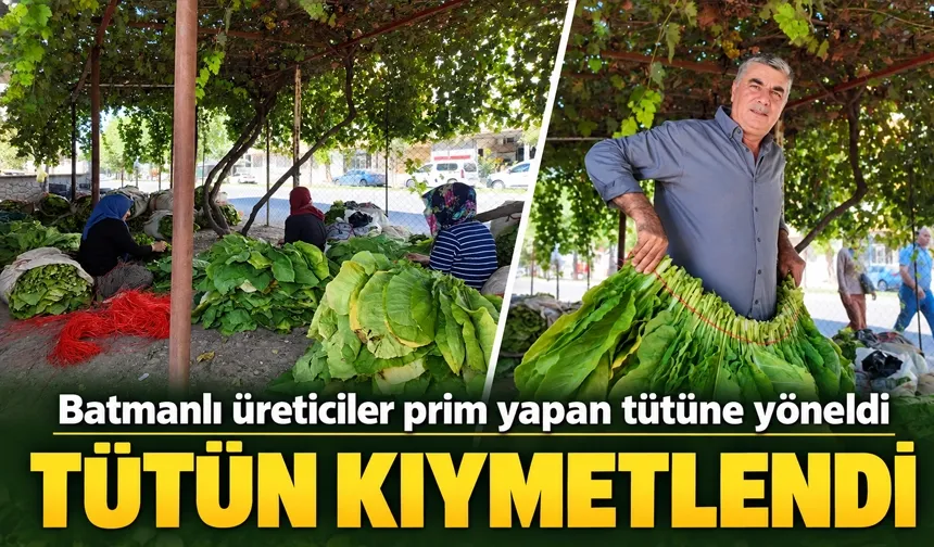 Batmanlı üreticiler prim yapan tütüne yöneldi