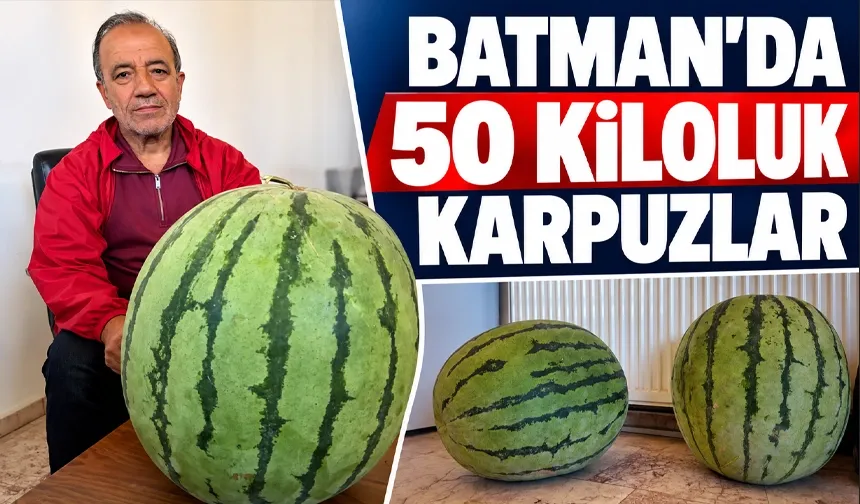 Bu karpuzları taşımak güç ister..