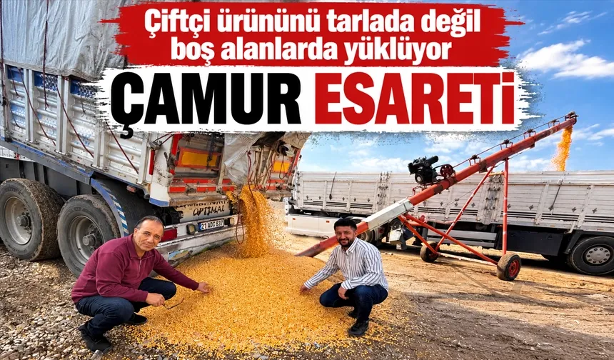 Çiftçi ürününü tarlada değil boş alanlarda yüklüyor
