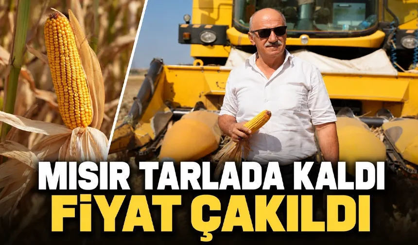 Mısır üreticisinin en zor sonbaharı