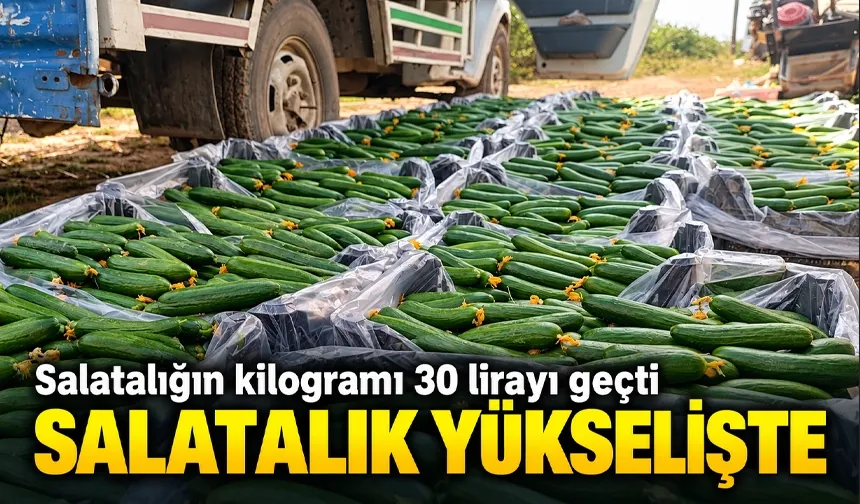 Salatalığın kilogramı 30 lirayı geçti