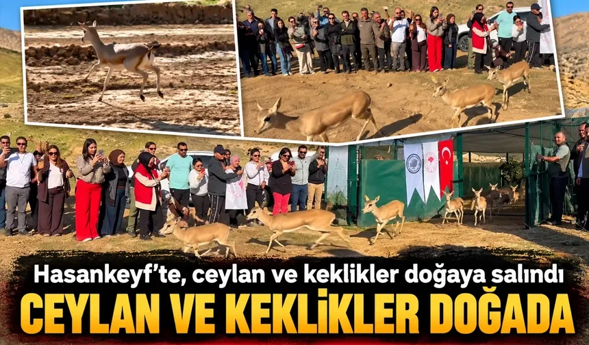 Hasankeyf’te, ceylan ve keklikler doğaya salındı