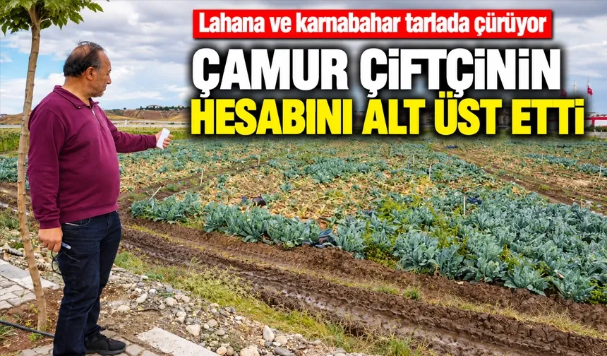 Lahana ve karnabahar tarlada çürüyor