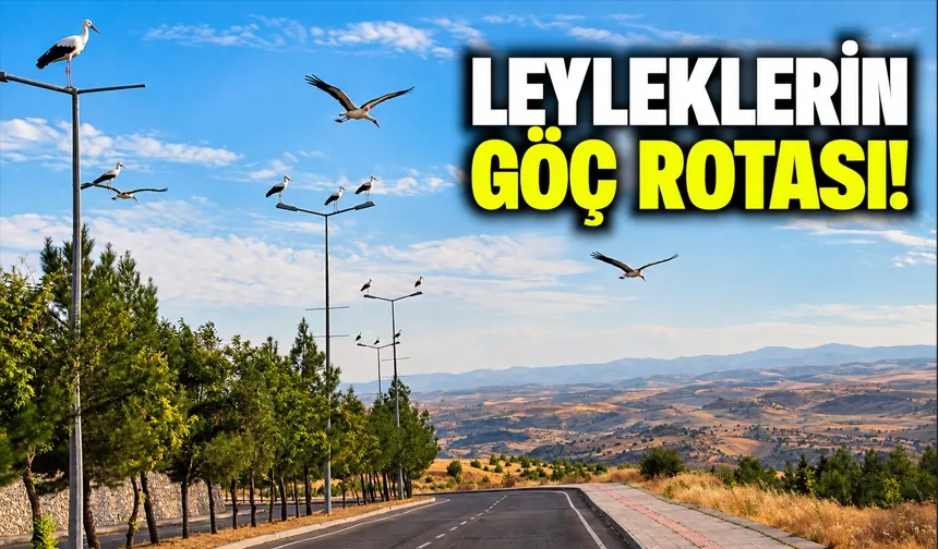 LEYLEKLERİN GÖÇ ROTASI!
