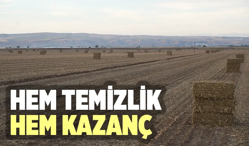 Atık mısır sapları değerlendiriliyor