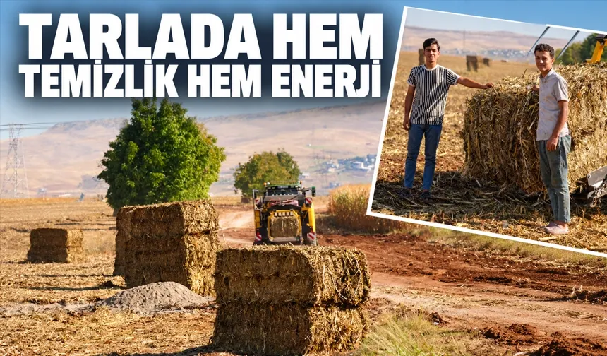 Mısır sapları enerjiye dönüşüyor