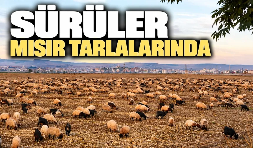 Mısır tarlaları çobanların yüzünü güldürdü