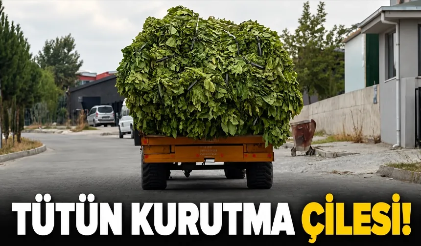 İklim koşulları tütün hasadını geciktirdi