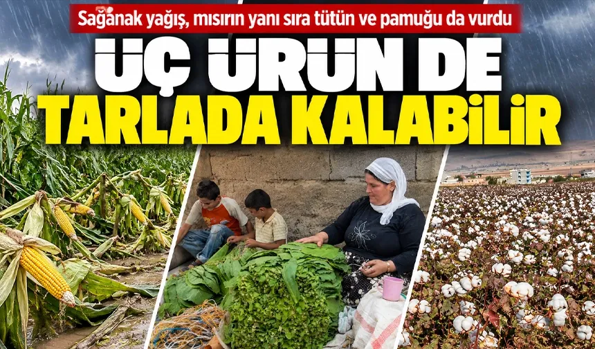 Sağanak yağış, mısırın yanı sıra tütün ve pamuğu da vurdu