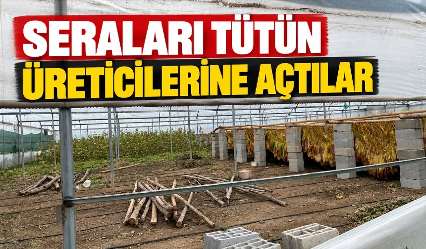Sağanak vurdu, tütüncü seraya sığındı