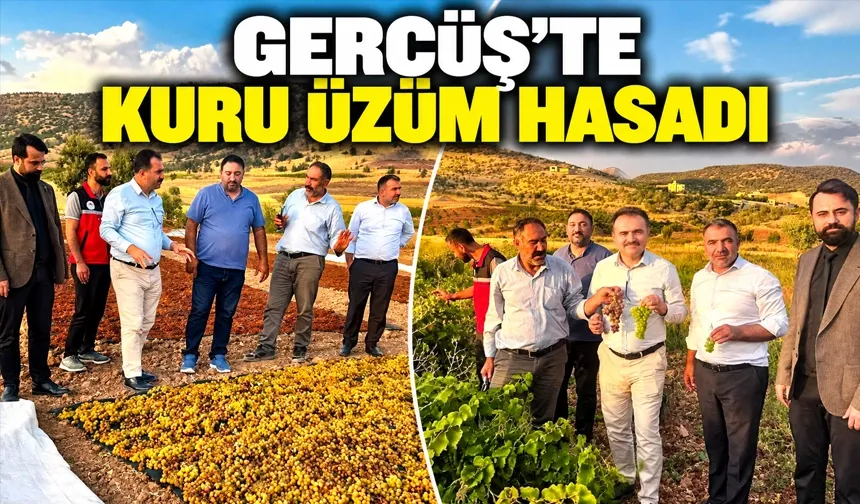 GERCÜŞ’TE KURU ÜZÜM HASADI